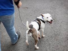 यूपी में कुत्तों को लेकर SOP जारी, विदेशी कुत्तों का पंजीकरण अनिवार्य, देसी कुत्तों के लिए मिलेगी छूट