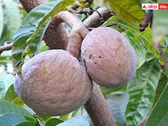 ఔషధాల గనిగా రామా ఫలం- హైదరాబాదీ అద్భుత సృష్టి- ఇక్రిశాట్ ఫెయిర్‌లో మూడో బహుమతి