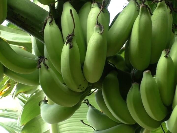 अभिजीतने पहिल्यांदा 2015 साली वेलची केळी लावण्याचा निर्णय घेतला आणि त्याने 7 एकरवर लागवड केली. गीर गायीचे शेण, गोमूत्र आणि ऊसाच्या मळीची स्लरी देत त्याने याची जोपासना केली.