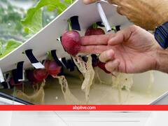 NASA के अंतरिक्ष यात्रियों ने जीरो ग्रेविटी में उगाई मूली, जानें कैसे हुआ ये कमाल