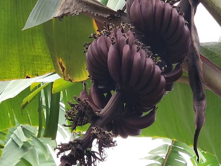 लाल रंगाची केळी ही आयुर्वेदात अतिशय औषधी आणि गुणकारी म्हणून ओळखली जातात. याचमुळे सर्व व्हीव्हीआयपी आणि उच्चभ्रू वर्गात या केळींना फार मोठी मागणी आहे.