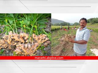 Aurangabad : खुलताबादची अद्रक दुबईच्या बाजारपेठेत, मिळाला 4 हजारापेक्षा अधिकचा भाव