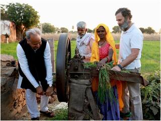 Bharat Jodo Yatra: राजस्थान में किसान परिवार के साथ राहुल गांधी ने काटी कुट्टी, अशोक गहलोत ने दिया साथ