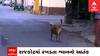 Rajkot: રખડતા શ્વાને ચાલુ વર્ષે 6500 લોકો પર હુમલાઓ કર્યા
