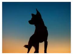 अलीगढ़: कार की चपेट में आने से कुत्ते की मौत, CCTV फुटेज से वाहन मालिक की पहचान, केस दर्ज