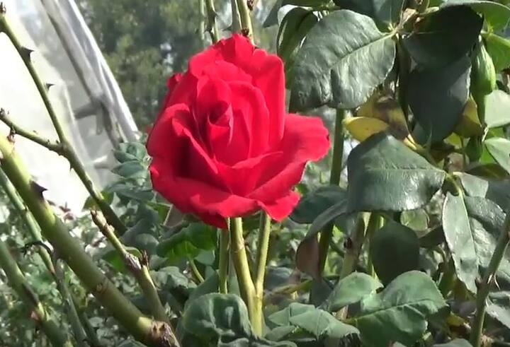 बदलत्या वातावरणामुळं बळीराजा (Farmers) चांगलाच धास्तावला आहे. सध्या असलेल्या ढगाळ वातावरणामुळं गुलाब फुलाचं घटण्याची शक्यता निर्माण झाली आहे. कारण गुलाबावर विविध रोगांचा प्रादुर्भाव होताना दिसत आहे.