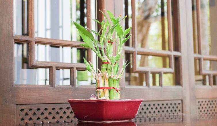 Astrology feng shui feng shui tips 2023 for lucky bamboo plant for prosperity and happiness at home in new year Feng Shui 2023 નવા વર્ષમાં પ્રગતિ સુખ સમૃદ્ધિ ઇચ્છો તો આ નાનકડા પ્લાન્ટને ઘરમાં લાવો, જાણી લો રાખવાના નિયમ