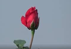 ढगाळ वातावरणाचा गुलाबावर परिणाम, शेतकरी चिंतेत