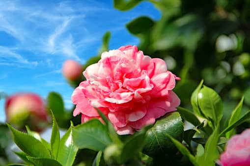 राज्यात सातत्यानं बदल होत आहे. कधी थंडी तर कधी पाऊस पडत आहे. महाराष्ट्रात (Maharashtra) काही ठिकाणी तर अवकाळी पावसानं (Rain) हजेरी लावली आहे. याचा मोठा फटका राज्यातील शेतकऱ्यांच्या पिकांना बसला आहे.