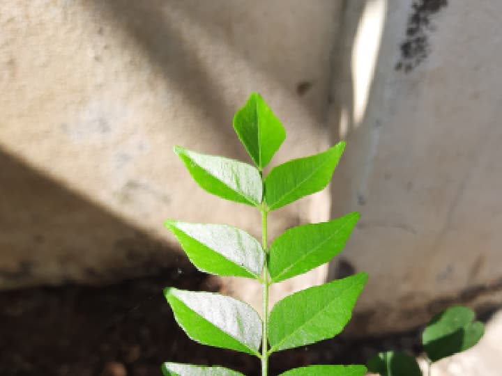 केसांना मऊ आणि दाट बनवण्यापासून ते कोंडामुक्त करण्यापर्यंत, कढीपत्त्यामुळे हिवाळ्यात केसांच्या प्रत्येक समस्येपासून सुटका मिळते. चला जाणून घेऊया कढीपत्त्याचे 5 जबरदस्त फायदे.