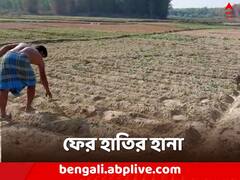 ফের হাতির তাণ্ডবে তছনছ চাষের জমি, 'ক্ষতিপূরণ'-র প্রতিশ্রুতি আধিকারিকের