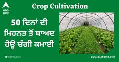 Crop Cultivation: ਦਸੰਬਰ 'ਚ ਬੀਜੋ ਇਹ 3 ਫਸਲਾਂ, 50 ਦਿਨਾਂ ਦੀ ਮਿਹਨਤ ਤੋਂ ਬਾਅਦ ਹੋਊ ਚੰਗੀ ਕਮਾਈ