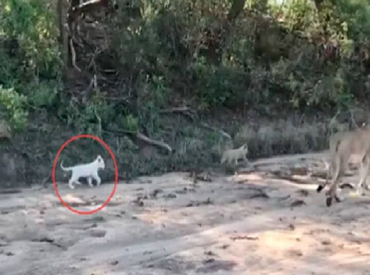 Forest Officer Shares Video Of A Rare White Lion Cub Taking A Stroll With Its Mother வெள்ளை சிங்கக்குட்டியுடன் அதன் அம்மாவின் ஊர்வலம்.. வீடியோ பகிர்ந்த அதிகாரி.. வைரல் வீடியோ