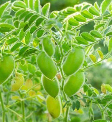 हरभऱ्यावर घाटेअळीचा प्रादुर्भाव होण्याची शक्यता, नियोजन करण्याचं कृषी विभागाचं आवाहन