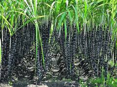 நெருங்கி வரும் பொங்கல் பண்டிகை - கரும்பில் தோகை உரிக்கும் பணிகள் மும்முரம்