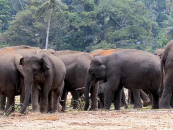Trending News: A herd of 40 elephants attacked a vehicle in Assam, killing 3 including a newborn, two seriously injured