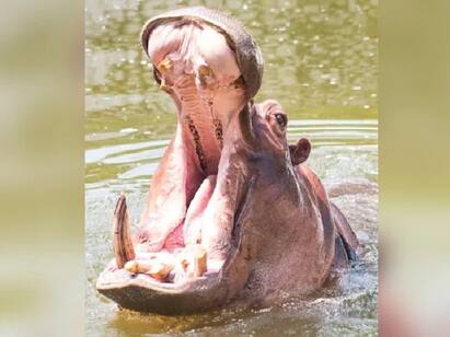 Hippo Swallows 2-Year-Old In Uganda, Then Spits Him Out Hippo : சிறுவனை விழுங்க முயன்ற நீர்யானை: அதிர்ஷ்டவசமா தப்பித்தது எப்படி?