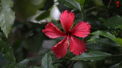 Flower Care: রাজ্যে জাঁকিয়ে শীতের আমেজ, ফুলের গাছের যত্ন নেবেন কী করে ?