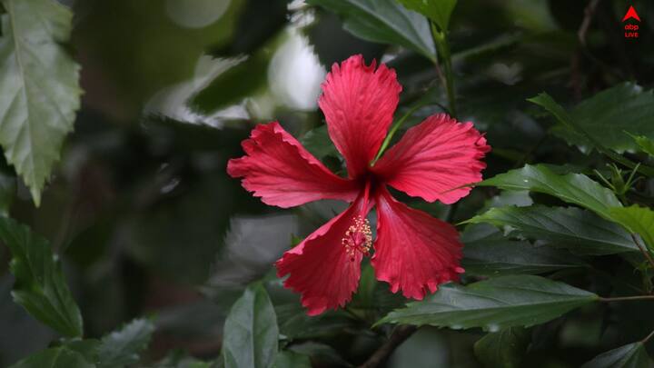 তবে অনেকসময়ই বাড়িতে ফুলের গাছে ফুল হয় না, এর অনেকগুলি কারণ থাকে। বুঝতে না পারলে অনেক সময় গাছ মরে যেতেও পারে।