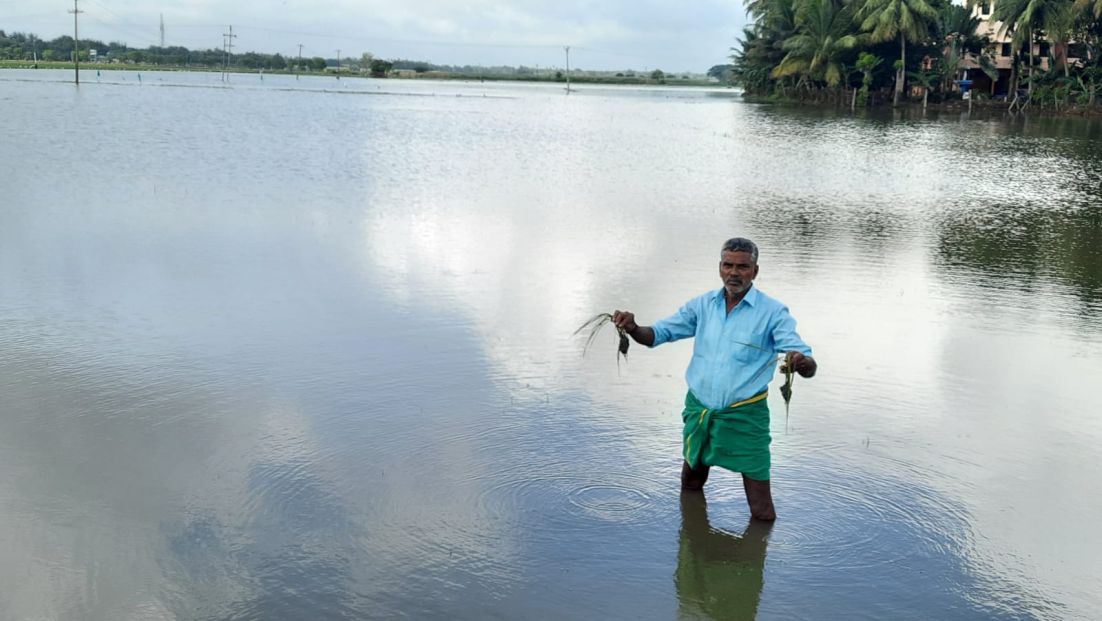 திருவையாறில் கனமழையால் தண்ணீரில் மூழ்கிய நெற்பயிர்கள் - வேதனையில் தவிக்கும் விவசாயிகள்