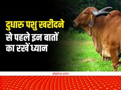 कहीं धोखाधड़ी के शिकार ना हो जाएं आप... गाय, भैंस, बकरी खरीदते समय हमेशा दिमाग में रखें ये सारी बातें