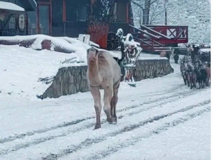 Viral Video Camel Gets Excited On Seeing Snow For First Time, Shares Happiness With Friends Watch Viral Video: మంచులో ఒంటె ఎంజాయ్‌మెంట్‌ మామూలుగా లేదుగా!