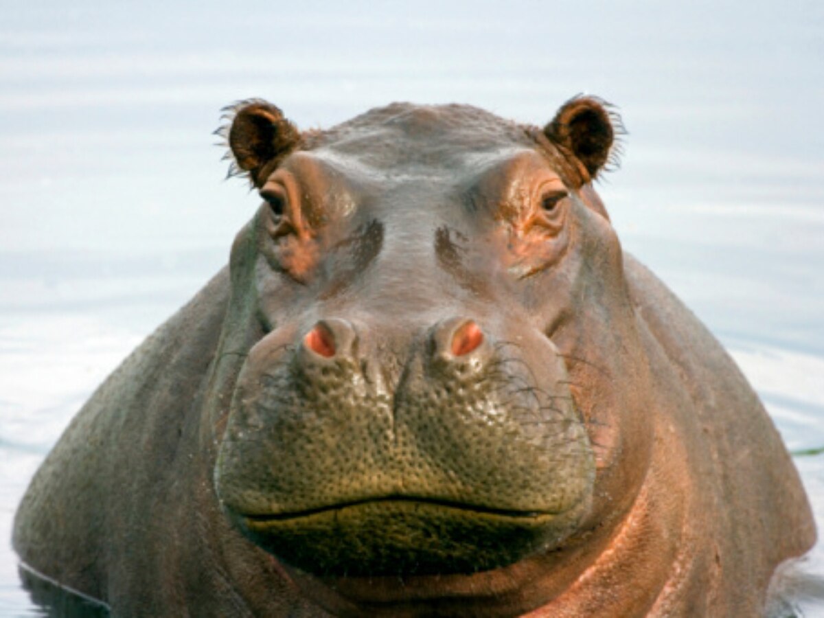 Hippo Bites Lions Head Off