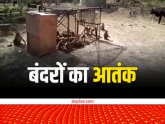 टाइगर के गढ़ में बंदरों का आतंक, अब तक पकड़ गए हैं 250 बंदर