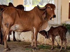 कहीं धोखाधड़ी के शिकार ना हो जाएं आप... गाय, भैंस, बकरी खरीदते समय हमेशा दिमाग में रखें ये सारी बातें