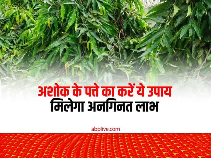New Year 2023 do Ashoka Tree Leaves Remedies Upay get love success money and prosperity New Year 2023: नए साल में अशोक के पत्ते से करें ये खास उपाय, सुख-समृद्धि के साथ मिलेंगे अनगिनत लाभ