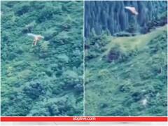 खरगोश के साथ मौत का खेल खेलती नजर आई चील, रोंगटे खड़े कर देगा वीडियो