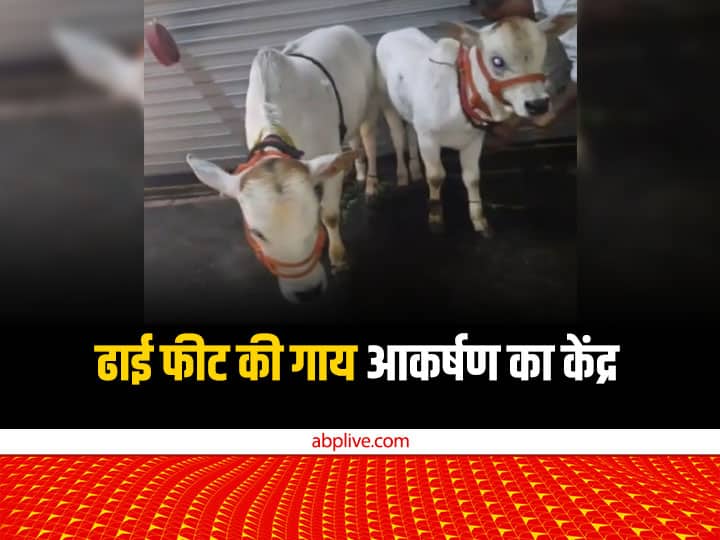Two and a half feet Punganur Cow species became the center of attraction of people in Indore ANN Indore: इंदौर में आकर्षण का केंद्र बनी ढाई फीट की गाय, दूध को माना जाता है औषधि
