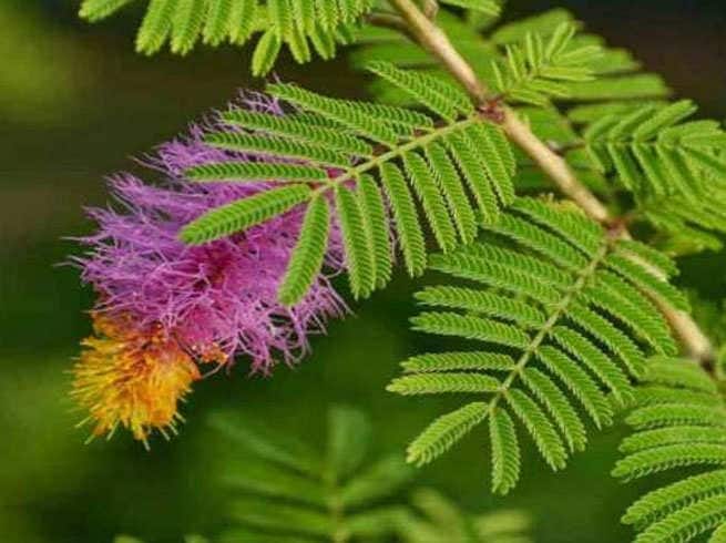 શમી (શનિ) - શમીનો છોડ શનિ ગ્રહ સાથે સંબંધિત છે. તેની પૂજા કરવાથી શનિની કૃપા પ્રાપ્ત થાય છે અને ધન, બુદ્ધિ, કાર્યમાં પ્રગતિ અને ઇચ્છિત પરિણામ પ્રાપ્ત થાય છે. તેની સાથે જ જીવનમાં આવતા અવરોધો પણ દૂર થાય છે.