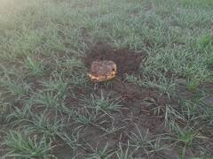 पाकिस्तानियों ने ड्रोन से गिराई करोड़ों की हेरोइन, BSF ने ऐसे फेरा नशा तस्करों के मनसूबों पर पानी