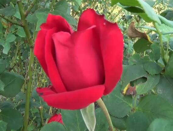 बदलत्या वातावरणाचा गुलाबाला फटका