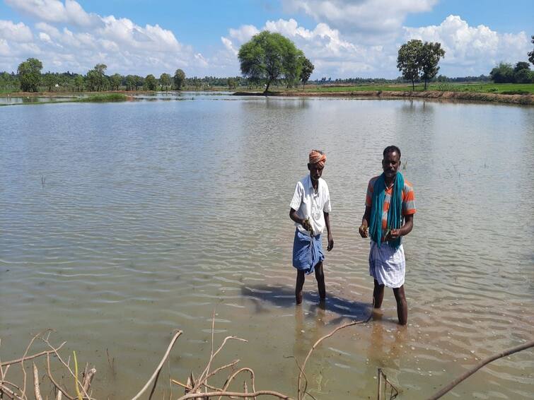 Paddy crops submerged in water due to heavy rains in Thiruvaiyar TNN திருவையாறில் கனமழையால் தண்ணீரில் மூழ்கிய நெற்பயிர்கள் - வேதனையில் தவிக்கும் விவசாயிகள்