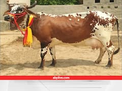 राजस्थान की इस गाय के पास है 'कामधेनु' का दर्ज, कम चारे में भी देती है 3,500 लीटर तक दूध का उत्पादन