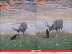 बिल्ली ने की बारहसिंगा से खेलने की कोशिश, दिल जीत लेगा प्यारा वीडियो