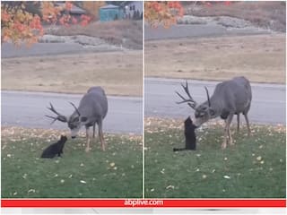 ​Video: बिल्ली ने की ​​बारहसिंगा से खेलने की कोशिश, दिल जीत लेगा प्यारा वीडियो