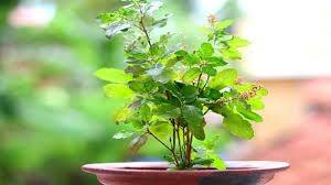 Why you Shouldn't Water Tulsi Plant On Sunday Tulsi Plant: કેમ રવિવારે તુલસીના પત્તા ના તોડવા જોઈએ? આ દિવસે જળ ના ચઢાવવાનું શું છે કારણ?