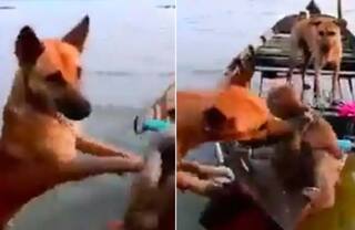 ਬੇਸਹਾਰਾ ਬਾਂਦਰ 'ਤੇ ਕੁੱਤਿਆਂ ਦਾ ਲਗਾਤਾਰ ਹਮਲਾ, ਵੀਡੀਓ ਦੇਖ ਕੇ ਲੋਕਾਂ ਨੇ ਕਿਹਾ...