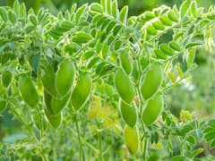 ढगाळ वातावरणामुळं हरभऱ्यावर घाटेअळीचा प्रादुर्भाव होण्याची शक्यता, कसं कराल नियत्रंण? 