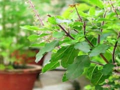 क्यों कहते हैं रविवार को तुलसी के पत्ते मत तोड़ो? क्या है इस दिन जल ना चढ़ाने की वजह