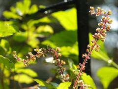 भारत में मेडिसिनल प्लांट की खेती की क्या हैं संभावनाएं, किसान इसके दम पर कैसे बदल सकते हैं किस्मत