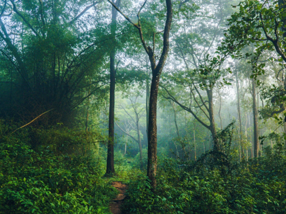 Wayanad (Image Source: Getty)