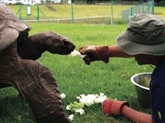 ये है दुनिया का सबसे बुजुर्ग कछुआ, आपके पूर्वजों के समय से जिंदा है