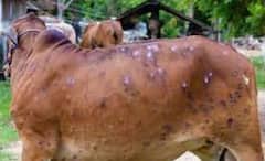 लम्पीमुळं दीड लाखाहून अधिक जनावरांचा मृत्यू