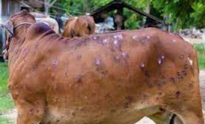 लम्पी स्कीनच्या प्रादुर्भावामुळं देशातील पशुपालक चिंतेत आहेत. उत्तर प्रदेश, राजस्थान, महाराष्ट्रात मोठ्या प्रमाणावर जनावरांना लम्पी स्कीन आजाराची लागण झाली आहे.