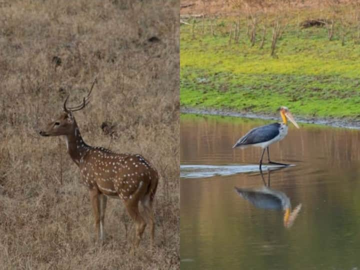 MP News: कचनार सिटी कि प्रसिद्धी यहां पर बहुत ऊंची शिव प्रीतिमा के कारण देश विदेश में है. यह मूर्ति 15 फरवरी 2006 में जन दर्शन और पूजा के लिए तैयार की गयी.