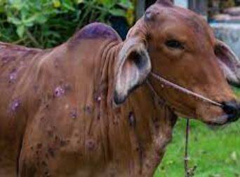 महाराष्ट्रात 1 कोटी 31 लाख जनावरांना लसीकरण करण्यात आलं आहे. आणखी महाराष्ट्रात  1 कोटी 50 लाख जनावरांना लसीकरण करणे बाकी आहे.